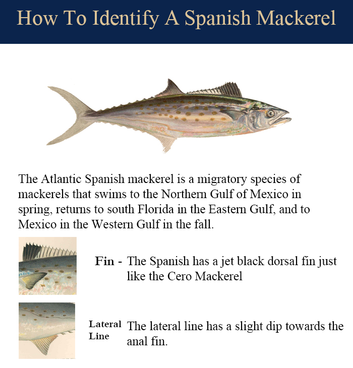 grouper fish in spanish